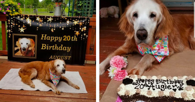 Golden Retriever Celebrates Her 20th Birthday And Becoming The Oldest Golden Retriever Ever