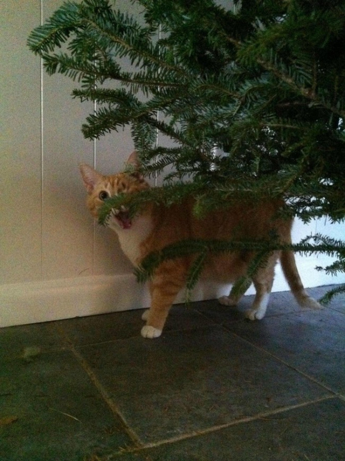 6. Who brought out the Christmas tree in September?