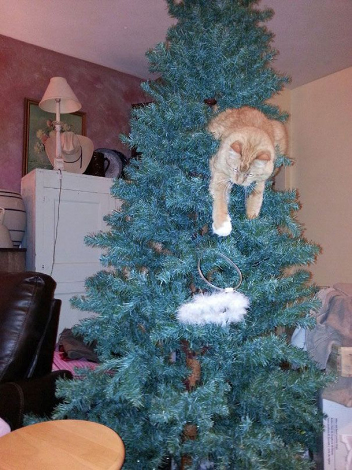 These Cats Got Into The Festive Season By Helping Their Owners Decorate ...