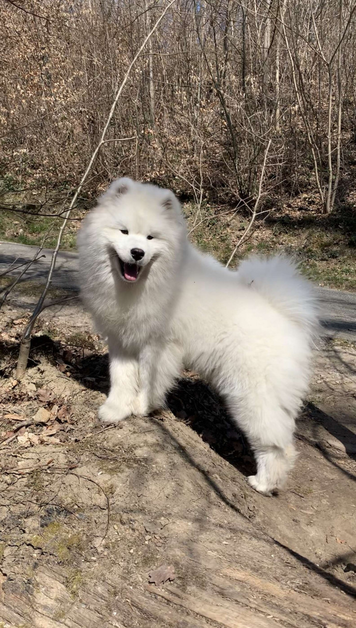 Adorable Luna stands near transparent staircase, looking cautious and reluctant to walk