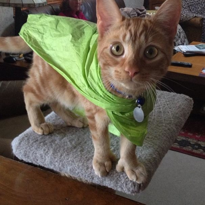 This cat is a superhero, and it will save the world with these extra toes!