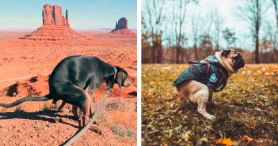 Pooping Dog Calendar for 2021 Is Here and It Is Hilarious
