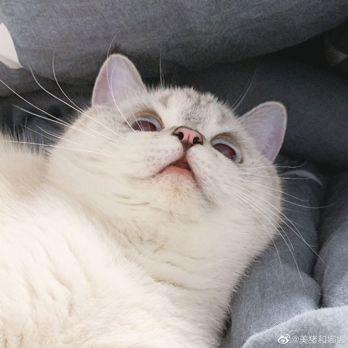 Expressive Cat Is Very Relatable
