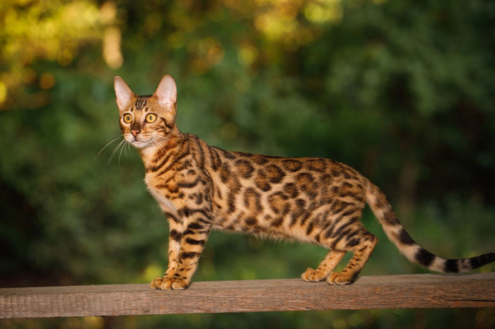 Bengal