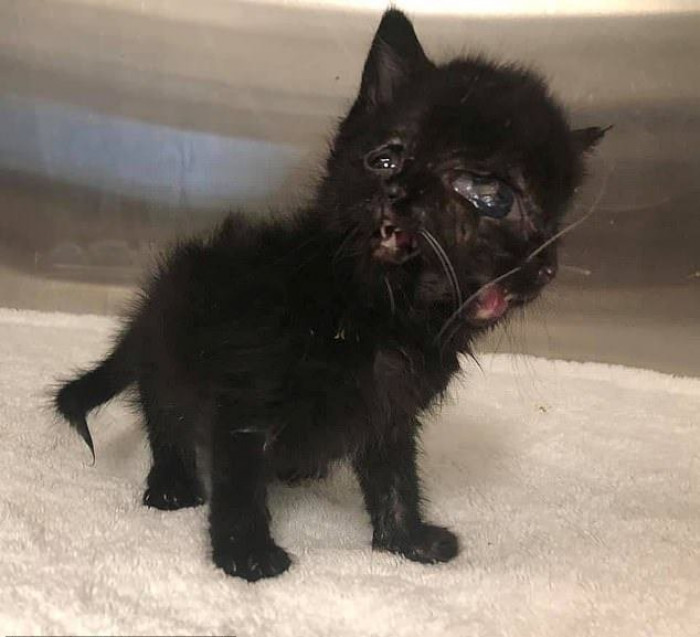 Dr. Tran says Duo “didn’t quite develop mentally like other kittens her age,” and it has taken her much longer to learn to walk, eat, play, and go to the toilet.