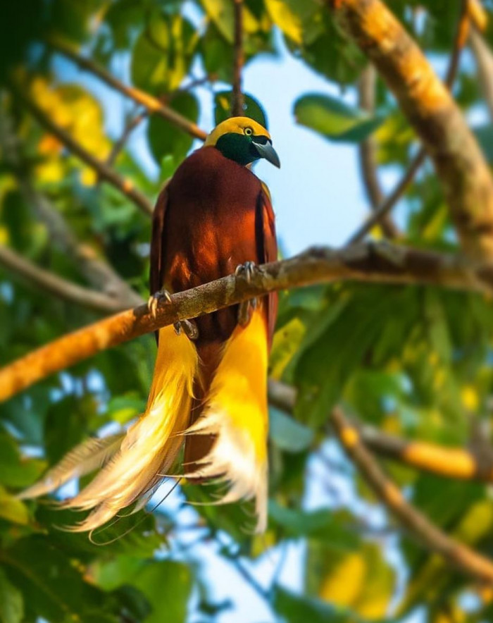 Although these birds are tolerant, their temperament can change if their territory is invaded.