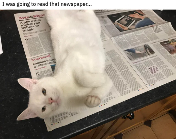 5. That's what you thought; your cat had other plans.