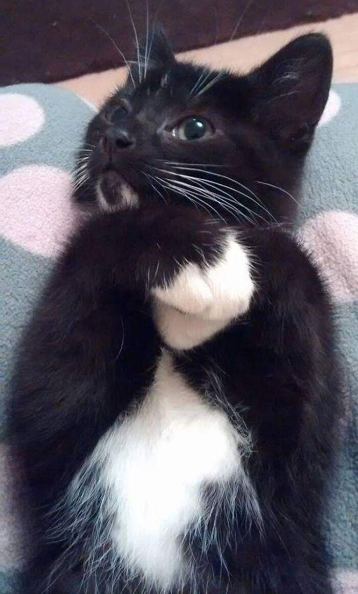 Aoife McAleer cuddles her cat indoors, despite its wild nature