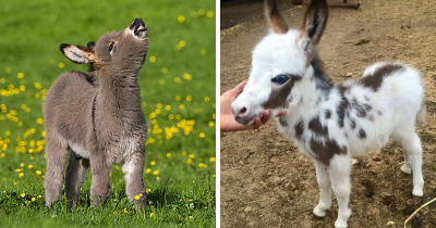 74+ Adorable Baby Donkeys That You’ll Want to Cuddle ASAP