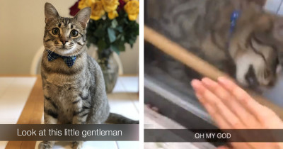 This Video of a Cat Undoing the Lock on a Door for His Owner to Be Let Inside Has Gone Viral