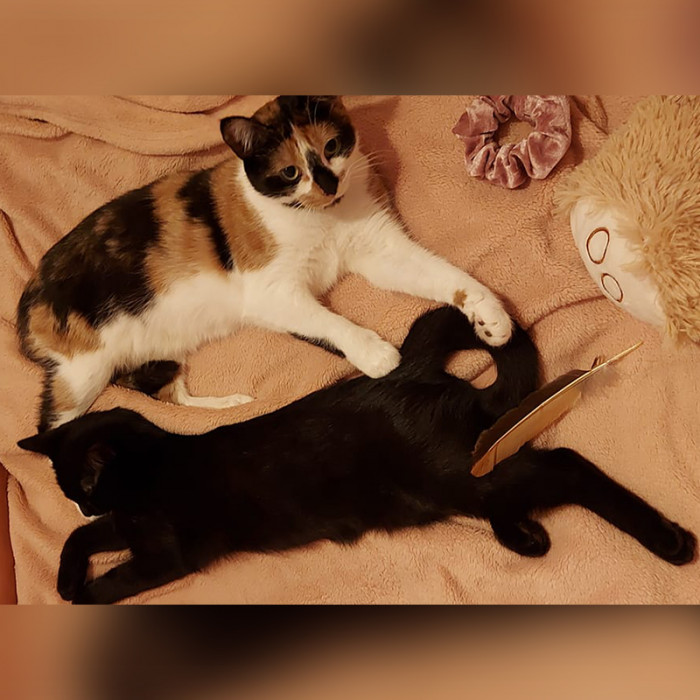 Amelie finally has a forever home!