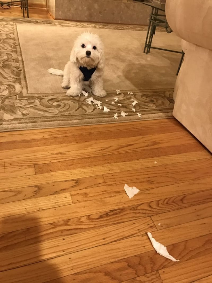 How can you be mad at this face?