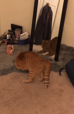 This cat's daily routine... Why?