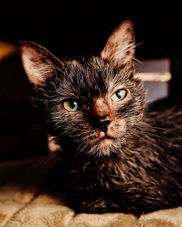 Bree also owns other animals.