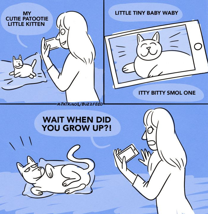 9 Strange Facts That Nobody Ever Tells You About Owning A Cat