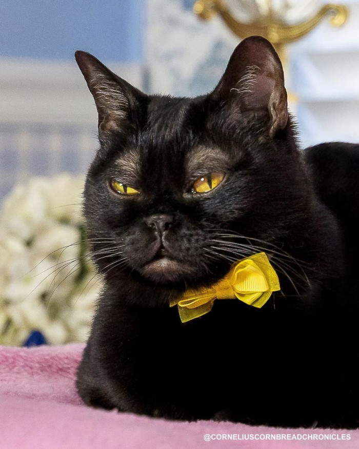 Quirky Black Cat With Eyebrows Named Cornelius Cornbread Is Taking Over