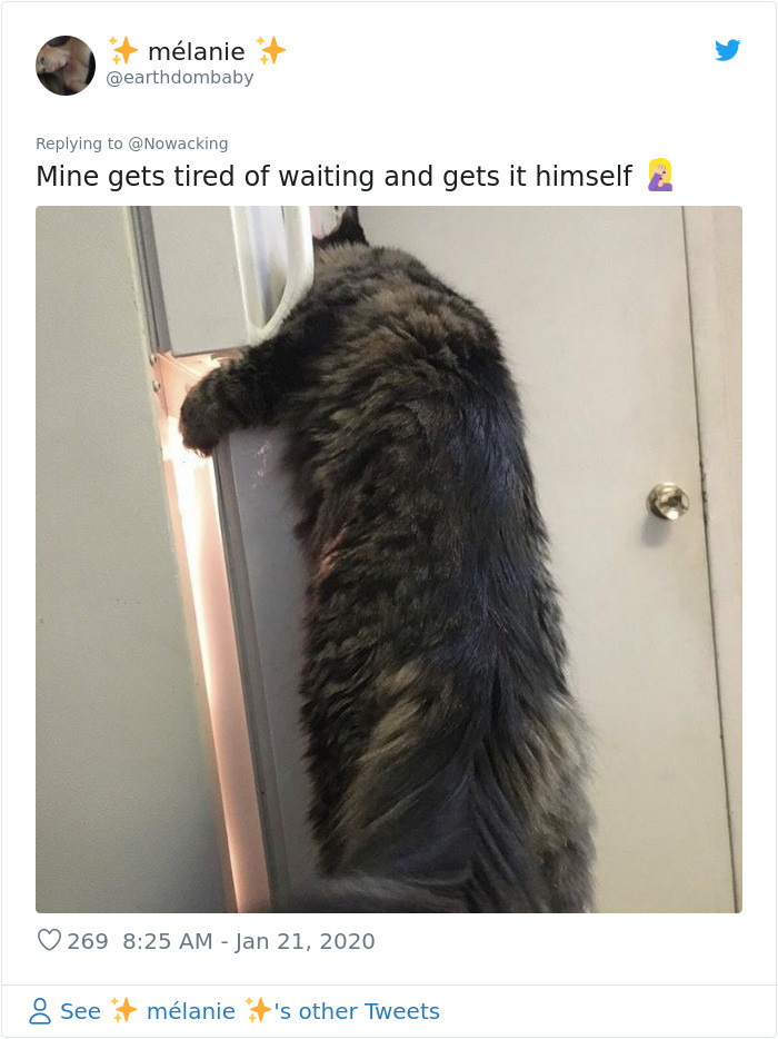 Cats are too damn intelligent.
