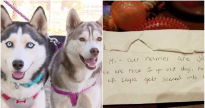 These Two Poor Husky Pups Were Left Abandoned In A Park With A Note From Their Owner