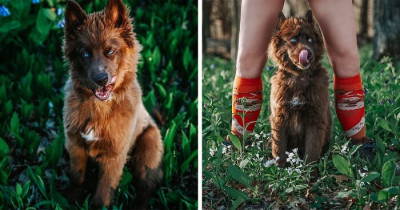 30 Photos Of A Gorgeous Brown Husky Who's Traveling Across The US With His Mom