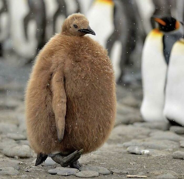 12. Baby Penguin or Angry Kiwi?