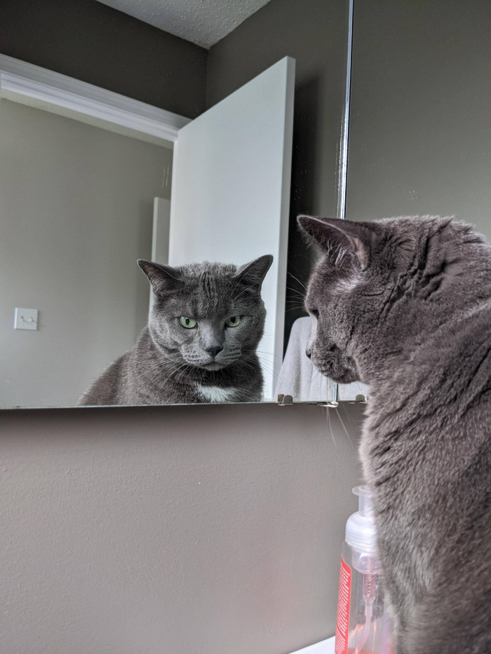 He caught his cat gazing at his reflection.
