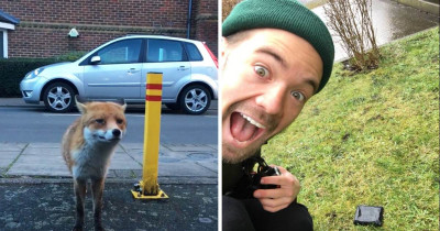 This Guy Got A Bit Too Close For Comfort While Snapchatting A Fox