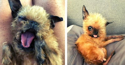 Abandoned Puppy Looks So Much Like A Bat And Was So Lucky This Girl Rescued Her