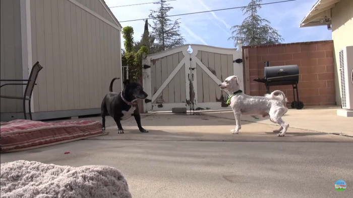 Lisa also went on to rescue the poodle. They named him Scotty, and contrary to his time spent terrified under a house, Scotty was lively and sweet.