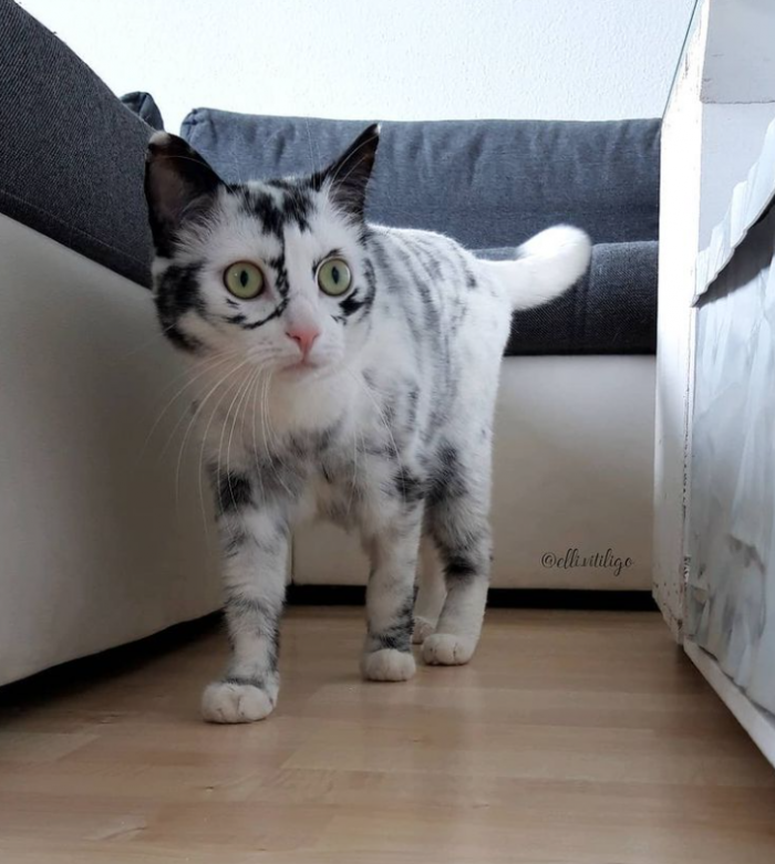 14. Vitiligo cat. 