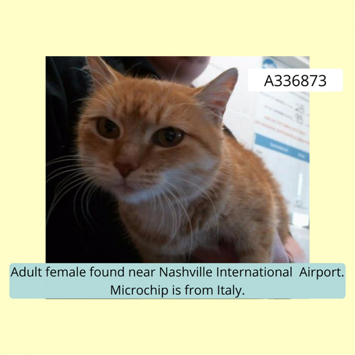 Check out this pretty orange cat found wandering near the airport in Nashville with a microchip implanted in Italy. Sadly, it was not registered at all.