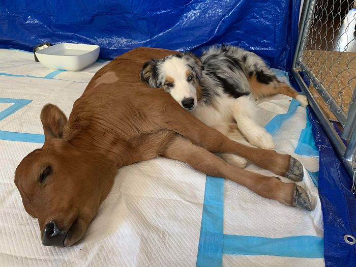 48. Dog And Newly Rescued Calf Who Are Best Friends At The Gentle Barn