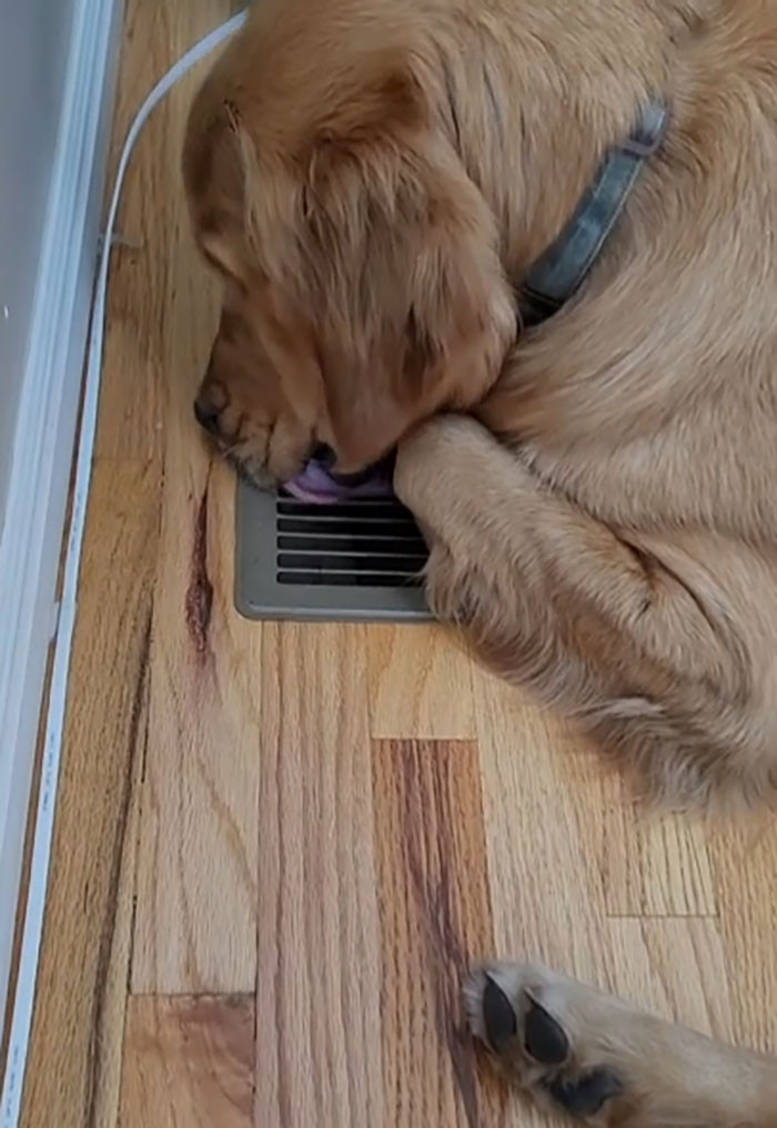 49. I don't know why he loves to lick the vent; he is definitely looking for something in there!