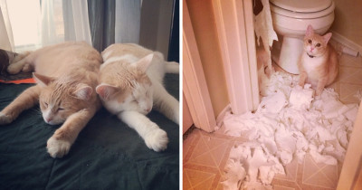 Chaos And Havoc Are Two Cat Brothers That Just Love Living Up To Their Names