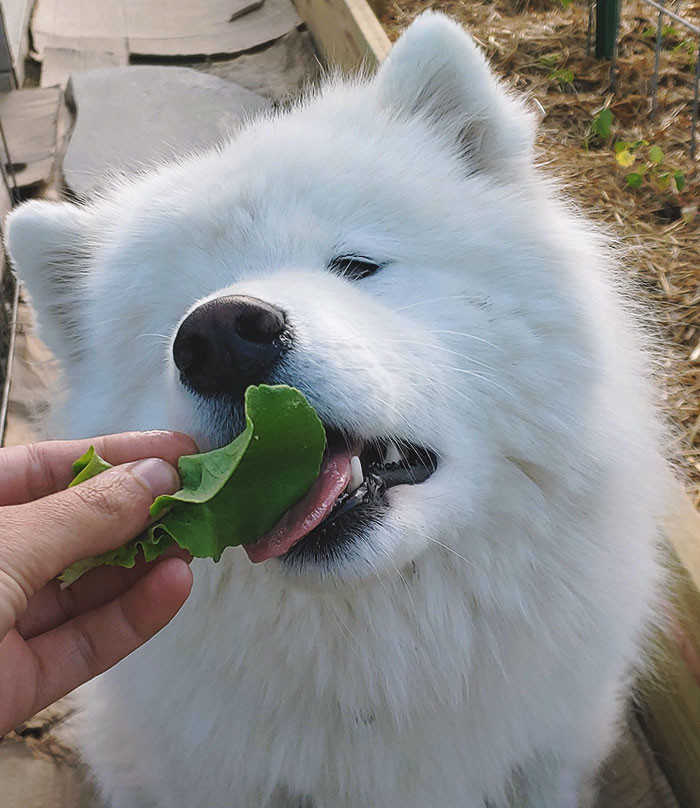 Snoopy loves lettuce.