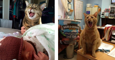 Photos Depict Cats in Their Rawest Form and It's a Sight to See