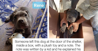 Child Saved His Puppy's Life By Leaving Him In A Box At A Shelter With A Heartbreaking Note