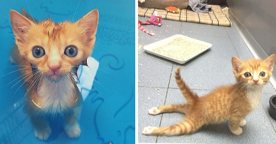 Paralyzed Kitten Recovers From His Injuries After Zooming Around On Tiny Wheelchair