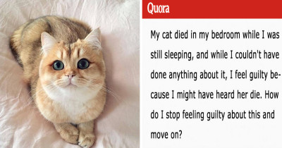 This Person Turned To The Internet To Feel Better After Their Cat Died In Their Bedroom
