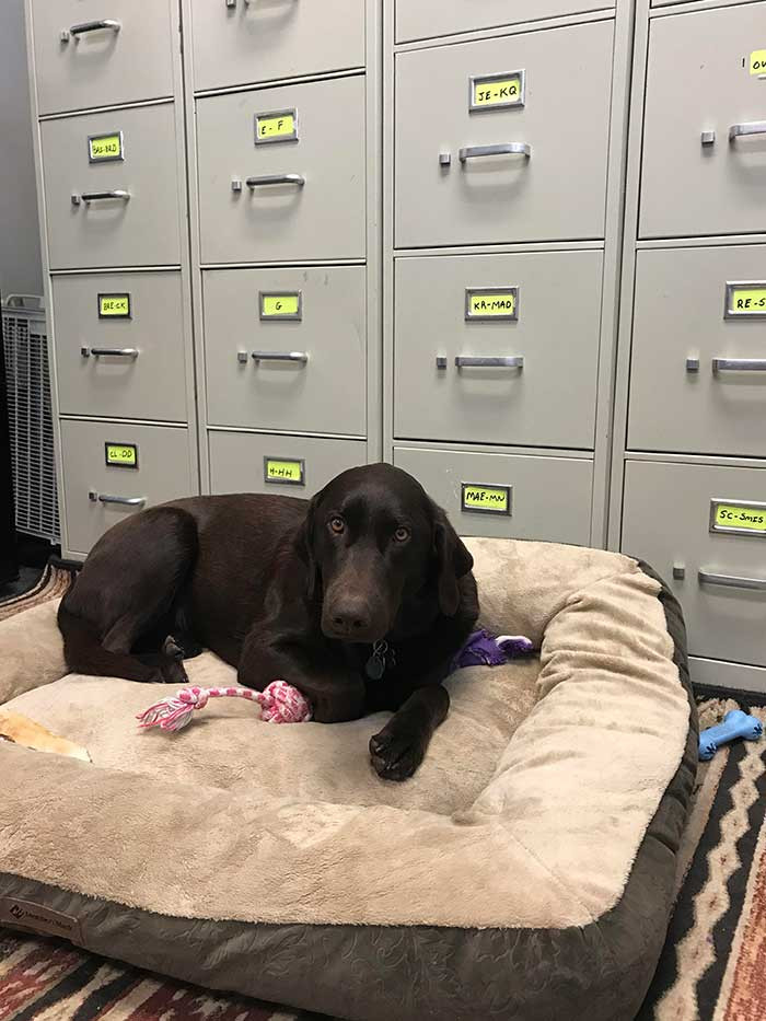 27\. Sammy Is The Official Emotional Support And Greeter Dog At The Psychiatrist Office Where I Work. Licks And Love Are His Specialties