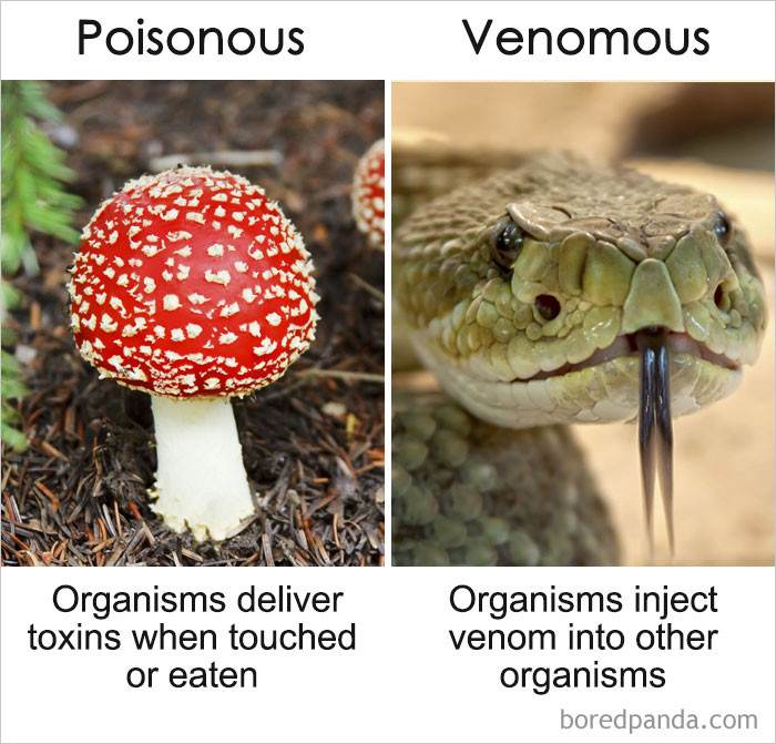  Poisonous vs Venomous