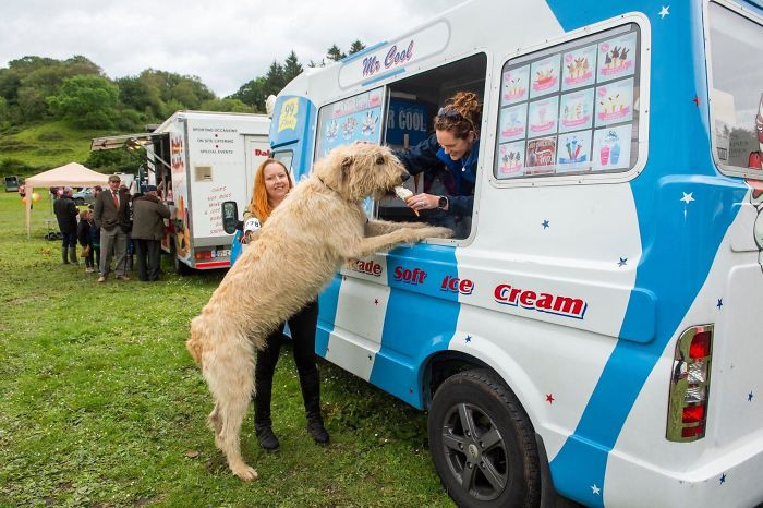 #33 This Irish Wolfhound Testing The Ice Cream For His Human