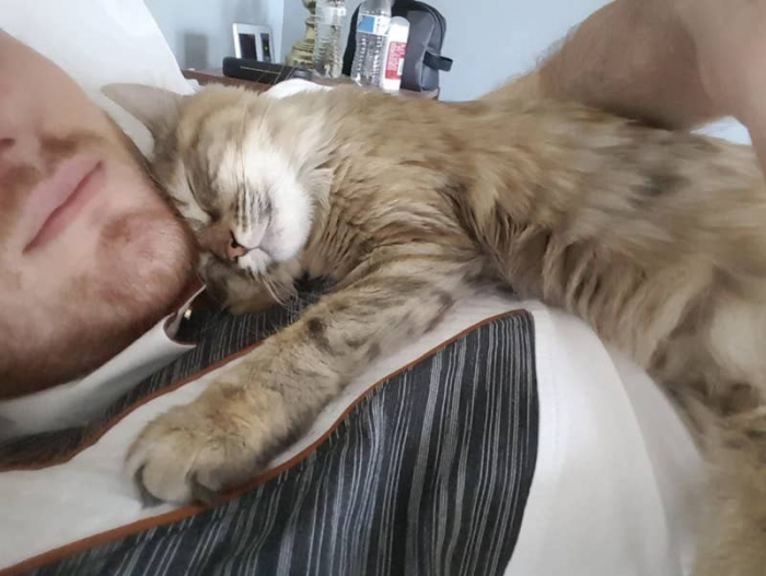 7. "My cat learned that the alarm sound means I wake up, and she snuggles on my chest right after. I've been setting my alarm 30 minutes early every day to give her more happy time."