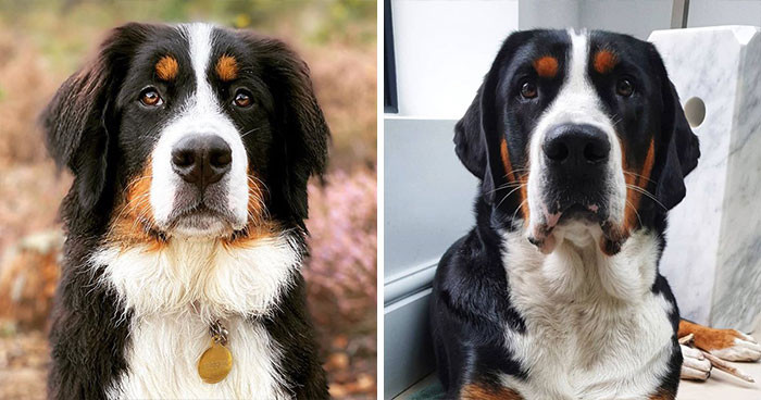 Bernese Mountain Dog & Greater Swiss Mountain Dog