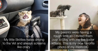 These Cat Posts Prove That Cats Are Probably The Best Type Of Pet One Could Hope For