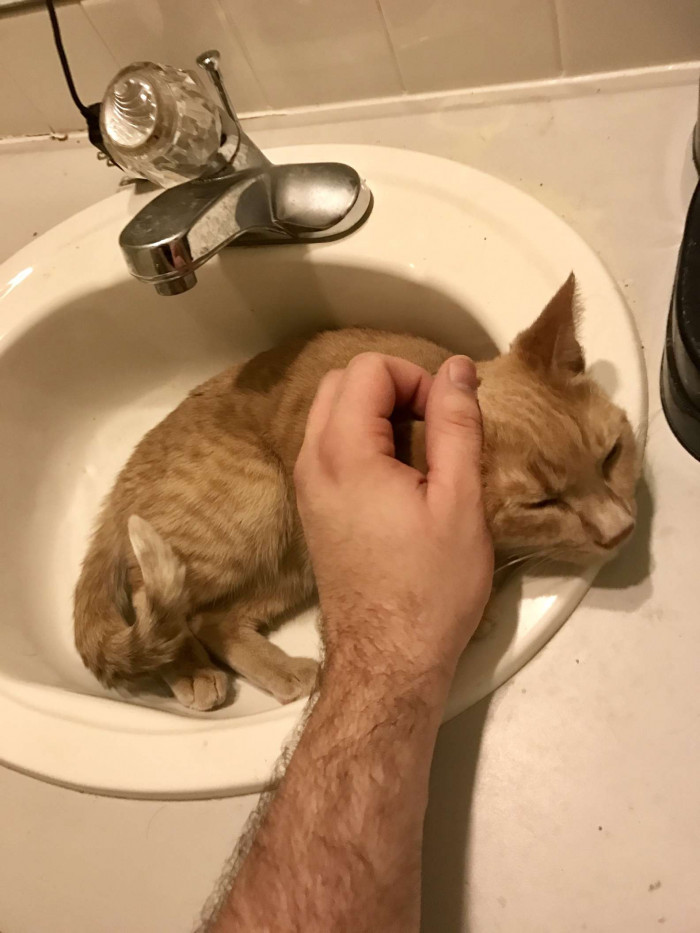 Just a cat who loves sinks.