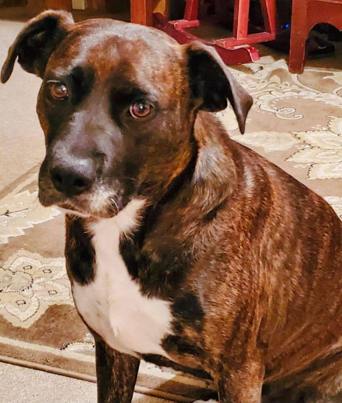 Ginnie with the Saddest Eyes