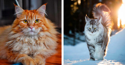 Maine Coon Cats Are Majestic, Sassy, and Charming at the Same Time