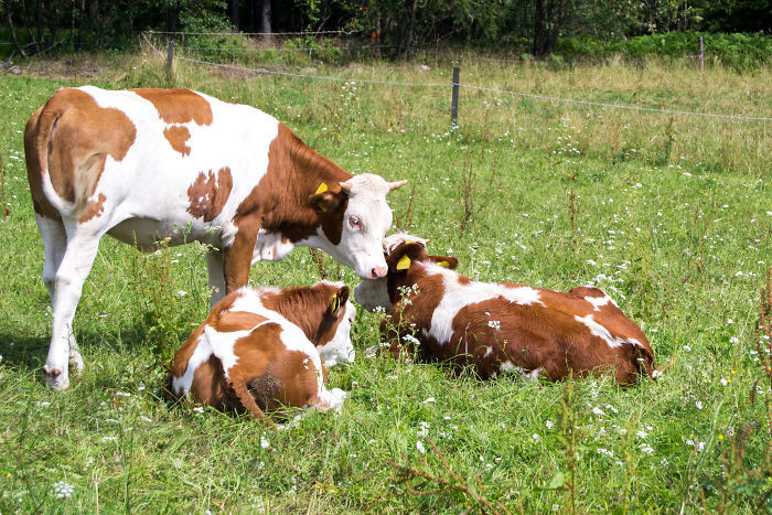 #26 Cows Take Turns In Babysitting Their Young. One Will Stay With The Calves While Other Moms Graze Further Away