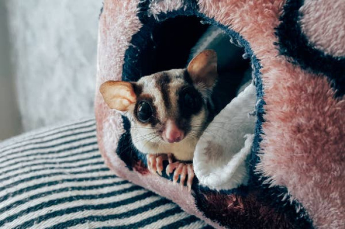 16. Sugar gliders