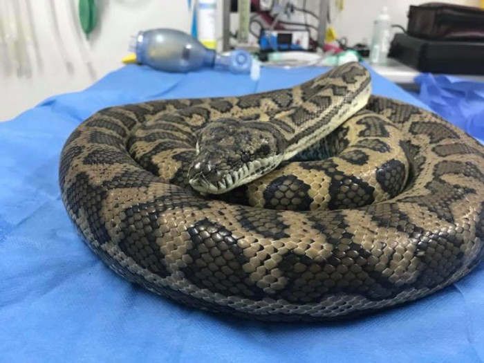 Carpet python recovering after surgery, prepared for release back into the wild